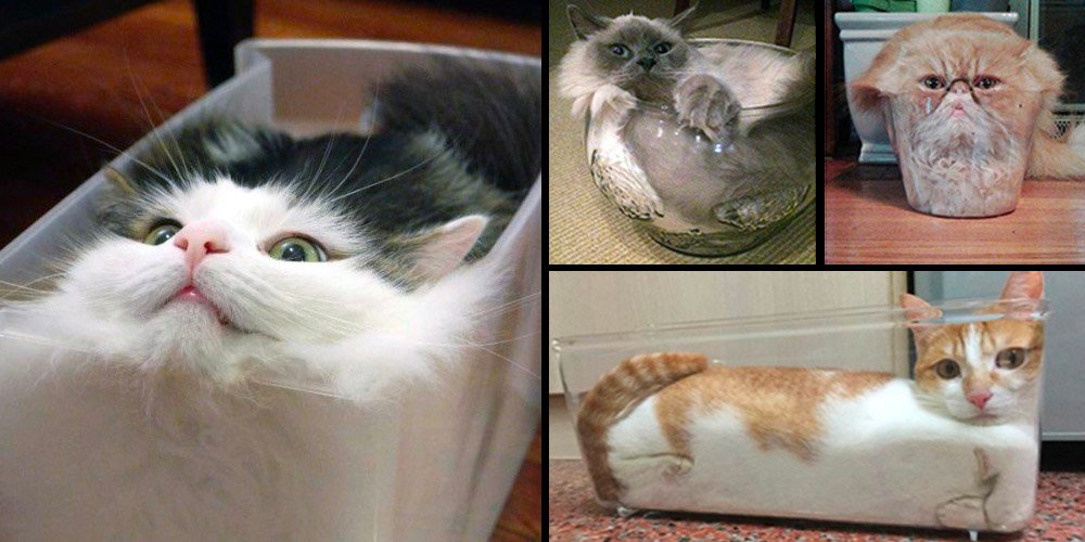 钻进各种容器的猫